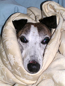 greyhound covered with blanket thumbnail