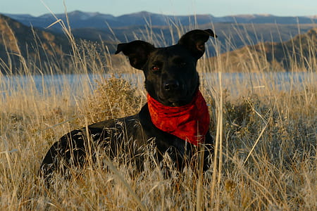 short-coated black dog laying on grass thumbnail