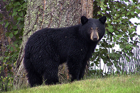 sun bear at the field during day thumbnail