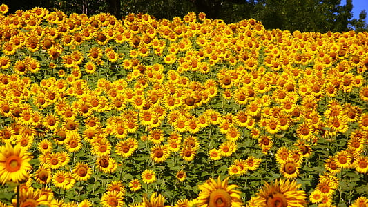 sunflower lot during daytime thumbnail