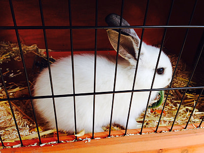 white rabbit inside black metal cage thumbnail