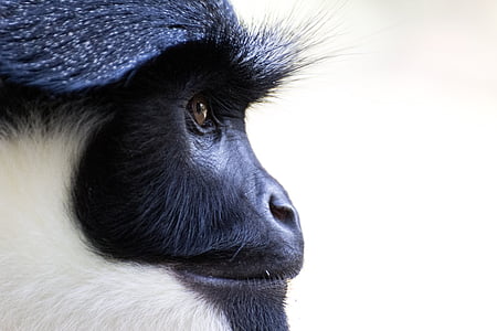 white and black monkey thumbnail