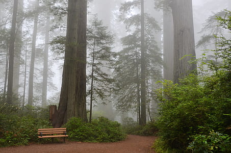 beige bench in forest with fogs at daytime thumbnail