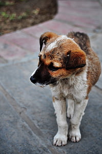 selective focus of puppy on road thumbnail