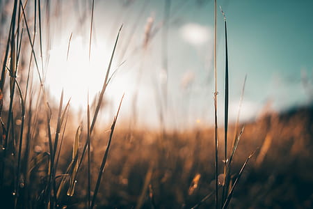 close up shot of brown grass thumbnail