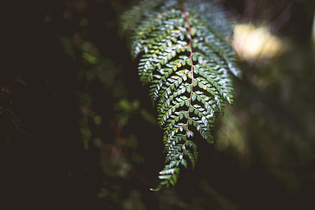 green plant thumbnail