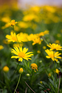 yellow daisies in selective focus photography thumbnail