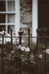 white petaled flowers in bloom thumbnail