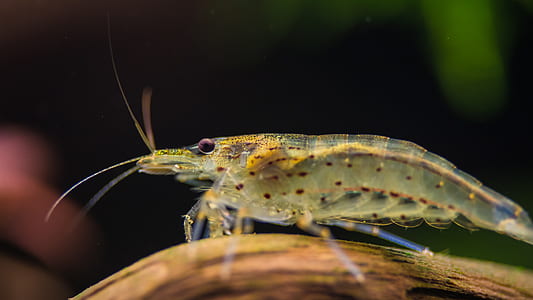 shallow focus photo of prawn thumbnail
