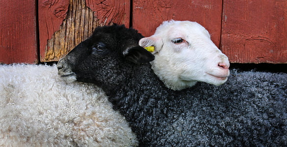 two black and white sheep thumbnail