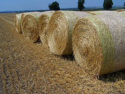 Straw Bales, Harvested Wheat Field thumbnail