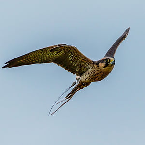 brown and black eagle flying under clear blue sky during daytime thumbnail