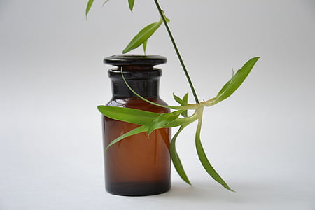 green leaf plant beside brown labeled bottle thumbnail