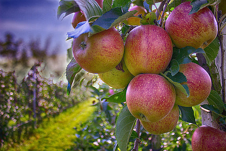 selective focus and food photography of ripe apples thumbnail