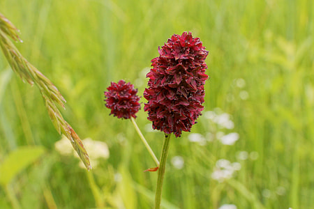 Pointed Button, Sanguisorba Officinalis thumbnail