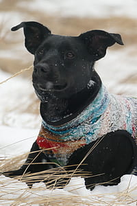 closeup photo of black dog on snow thumbnail