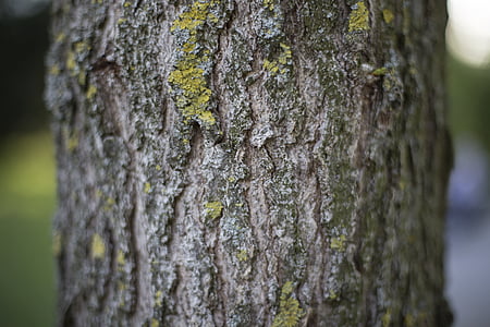 gray tree trunk thumbnail