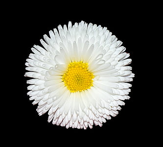 focus photography of white daisy flower thumbnail