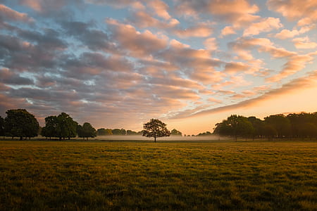 park, fog, field, morning thumbnail