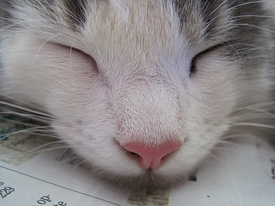 gray cat thumbnail
