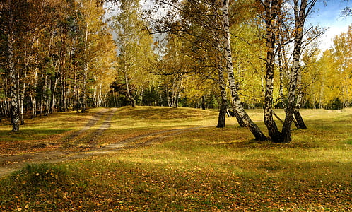 green trees photo during daytime thumbnail