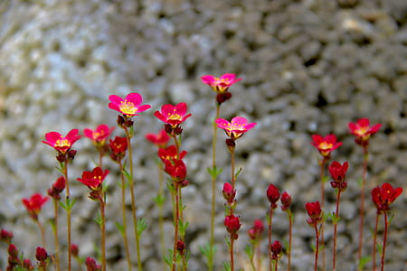 macro photography of pink flowers thumbnail