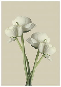white flowered plant thumbnail