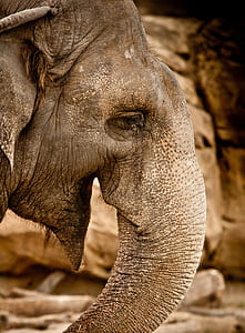 photography of elephant's right side eye thumbnail