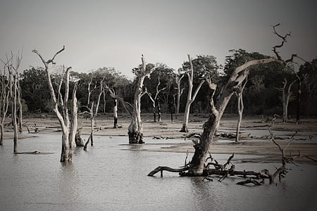 Gray Scale Photo of Trees thumbnail