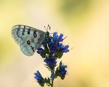 white and black spotted butterfly on purple petaled flowers thumbnail