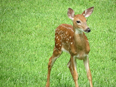 brown deer on green grass thumbnail
