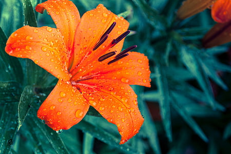 orange lily flower thumbnail