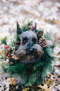 close-up photography of gray schnauzer covering green leaf thumbnail