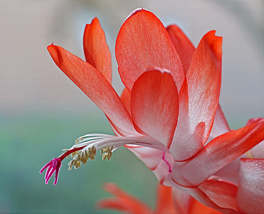 close up image of orange and white petaled flower thumbnail