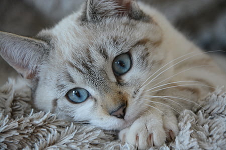 white and gray tabby cat lying on gray fur textile thumbnail