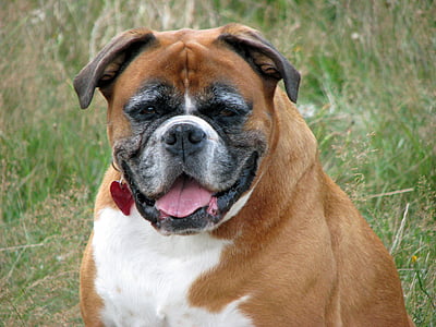 adult brown and white boxer dog on grass field thumbnail