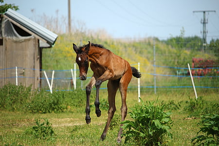 brown and black horse on grass field during daytime thumbnail