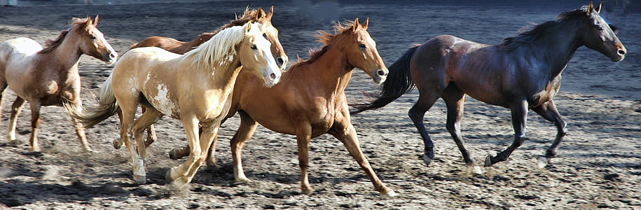 herd of horse thumbnail