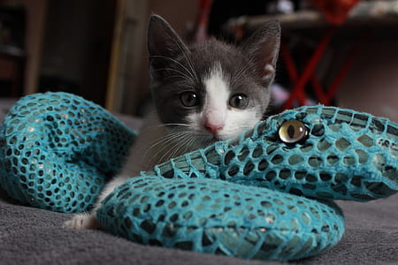 kitten lying on teal snake cushion thumbnail