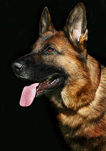 closeup photo of adult black and tan German shepherd thumbnail