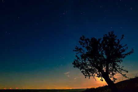 low light photography of silhouette of tree thumbnail