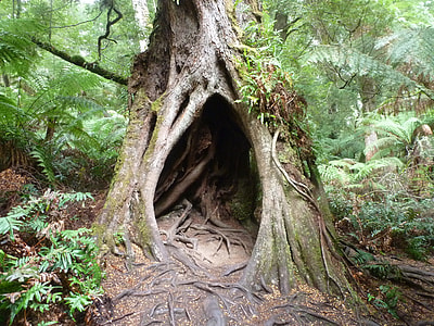 photo of green tree on forext thumbnail