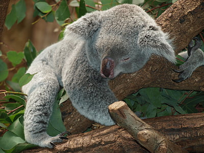 gray Koala bear on a tree thumbnail