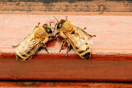 two yelloe bees thumbnail
