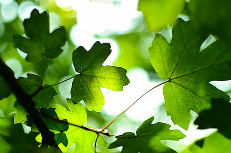 depth of field photograph of leaves thumbnail