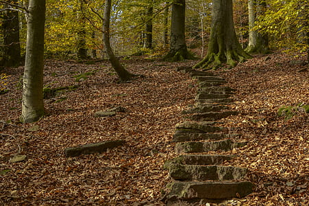 brown stone stairs on forest thumbnail