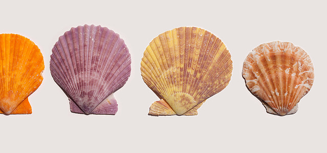 four assorted-color seashells thumbnail