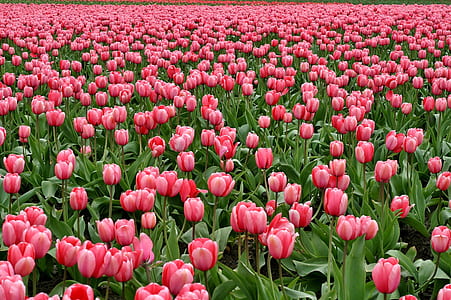 pink tulips field thumbnail