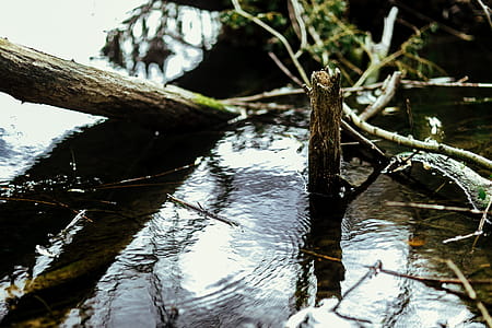 River reflection in the middle of the forest thumbnail
