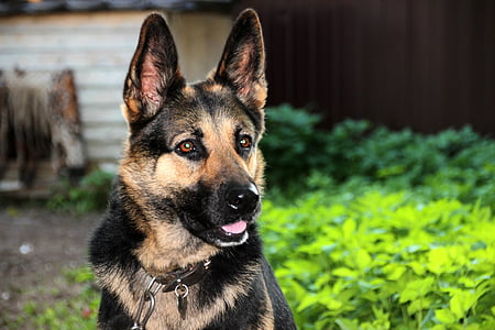 selective focus photography of black and tan German shepherd thumbnail